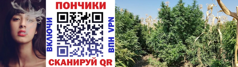 Купить где  Снежинск  Конопля VHQ 